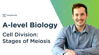 Cell Division Stages of Meiosis  Alevel Biology  OCR AQA Edexcel [upl. by Novahc360]