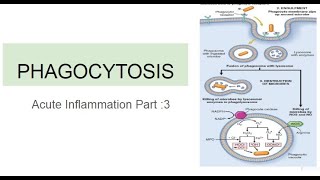 Phagocytosis Acute Inflammation Part 3 [upl. by Nilat209]