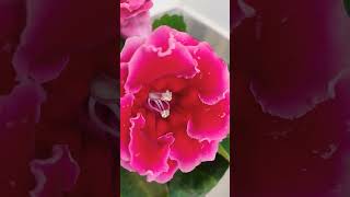 Gloxinia plant beautiful flowers shortsvideo [upl. by Nnateragram336]