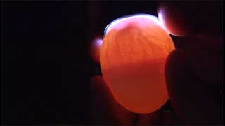 Candling Chick Eggs at Day 7 [upl. by Hamilton]