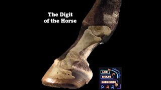 Anatomical features of the digit of the horse [upl. by Uahsoj]