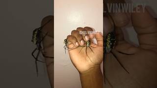 Handling 2 Yellow Garden Spiders [upl. by Arnie]