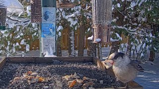 Canada Jays Clear Bits Of Roasted Chicken From Feeder Tray – Nov 10 2023 [upl. by Inajar637]