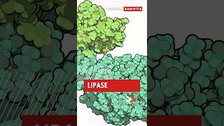 Lipase Explained How Your Body Processes Fats lipase [upl. by Eikcuhc]