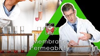 Membrane Permeability Beetroot  BIology Alevel Practical [upl. by Notselrahc316]