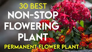 30 best permanent flowering plants in India  nonstop flowering plants  perennial flower plants [upl. by Atile20]