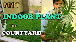 Best Indoor Plants for Courtyard I Philodendron selloum care watering propagation full information [upl. by Warms760]