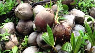 How to Sprout Your Own Coconuts [upl. by Stiegler]