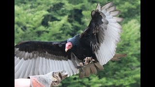 Flugshow Weltvogelpark Walsrode 2018 [upl. by Anegal406]