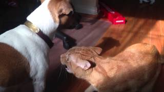 Terrier vs Cat [upl. by Maitilde]