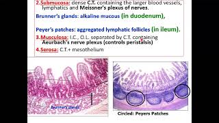 Histology of small intestine part 1 [upl. by Nnylak962]