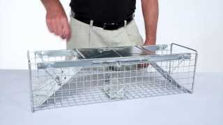 How to Set Havahart® Medium 2Door Trap Model 1030 for Mink Large Squirrels amp Rabbits [upl. by Lyndel]