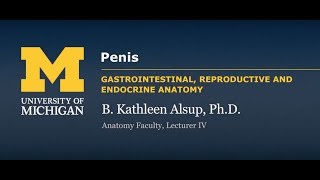 Reproductive System Penis [upl. by Einhapets]