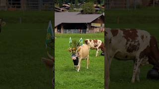 Alpabfahrt Hofstetten 🐮 youtubeshorts brienz travel cows nature [upl. by Munt]