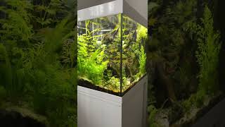 Eheim Vivaline 150 l  The Aqua Cube [upl. by Rodie]