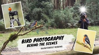 Bird Photography Behind The Scenes  Jan Wegener Vlog Rainforest Robins [upl. by Leventis]