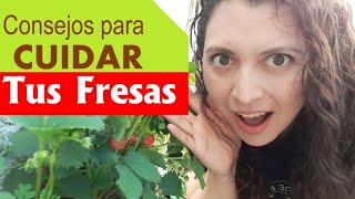 Cómo cuidar plantas de fresas 🍓Guía completa de cuidados para el cultivo de fresas en casa [upl. by Furr870]