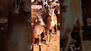 GoatDeer hybrid rooftop GOAT farming facts earn pets animals [upl. by Nyrrat95]