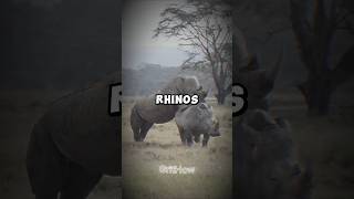 Rhinoceros Hidden Facts shorts youtubeshorts trending animals rhino [upl. by Idurt]