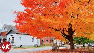 Peaceful Canadian Neighborhood Walk  Beautiful Autumn Ambience  Sound for Sleep and Study [upl. by Milford]