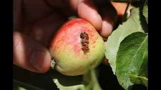 Sterile codling moths for apple pest management [upl. by Berke]