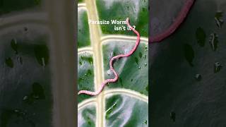 🪱🌱Parasitic worms helminths parasitic parasiticworm worms helminth pinkworms earthworm asmr [upl. by Edmee56]