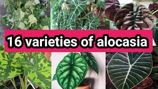 16 varieties of alocasia types of alocasia [upl. by Ahsima]