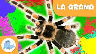 La araña 🕷️ Animales para niños 🌱 Epsiodio 10 [upl. by Bibeau]