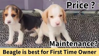 Beagle Puppies For First Time Owner  Price and Maintenance  For Sale [upl. by Crispen400]