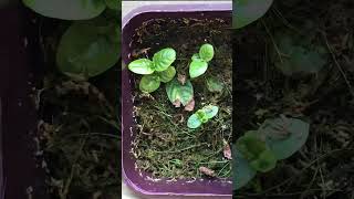 70 Day Timelapse of Psychotria Viridis leaf sprouts [upl. by Lynsey]