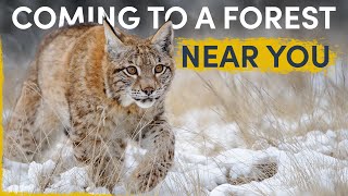 How the Lynx is silently spreading all over Europe [upl. by Ulund]