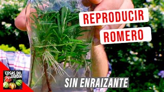 COMO REPRODUCIR ROMERO FACIL EN AGUA 🌿 ENRAIZA AL TOQUE [upl. by Uela791]