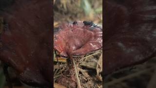 Lingzhi Mushroomcooking rural wildlife relax fish nature youtube shorts tiktok monkey [upl. by Ahseihs]