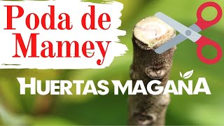 Como Podar Mamey en HuertasMagaña  Primera Poda [upl. by Chauncey]