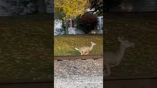 Deer runs across the road at locust street [upl. by Alicul52]