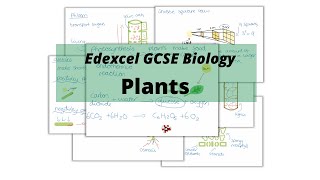 The WHOLE of Edexcel GCSE Biology PLANTS [upl. by Norford]