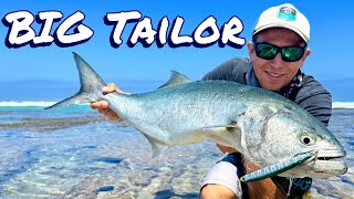 Searching for Huge Tailor  Mid West Beach Fishing [upl. by Elkraps]