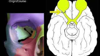 Cranial nerves I and II [upl. by Akirat188]