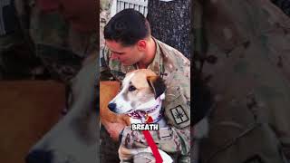 DOG STARTED A WAR doggo dog dogmemes doglover dogs history shorts [upl. by Jacobine]