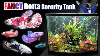 So you want to keep Bettas together  Female Betta Sorority Tank Setup [upl. by Renate758]