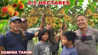 65 HECTARES FARM LANSONES AT RAMBUTAN TREES atbp  Biyaherong Batangueño [upl. by Tereb]