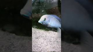 Dolphin Cichiled shorts cichlid aquariumfish fish world ytshorts peacockcichlid [upl. by Nuahsed]