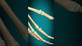 Metacarpophalangeal joint interphalangeal joint of hand flexion extension fingerjoints [upl. by Doownelg]