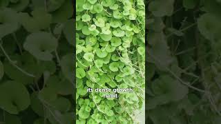 Versatile Uses of Dichondra repens Kidneyweed in Your Garden [upl. by Lyrac284]