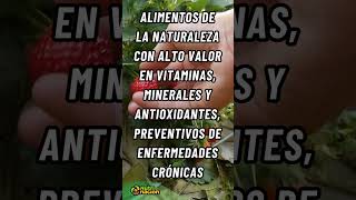 díamundial de los alimentos silvestres [upl. by Mairim951]