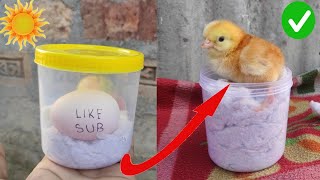 How to hatch eggs at home without incubator  amazing eggs hatching without incubator [upl. by France669]