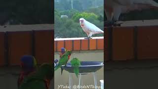 Silly Parrot Chases Birds [upl. by Odrautse]