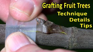 CHIPBUD EASY GRAFTING TECHNIQUE  Peach Plum Citrus Kiwi Grape Fig  FRUIT TREE GRAFTING [upl. by Zilada]