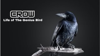 Crows  The Genius Birds Among Us [upl. by Otreblon]