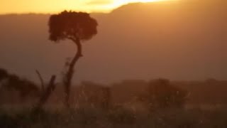 Video of Nature to At A Medium Pace Adam Sandler [upl. by Ellehsem]